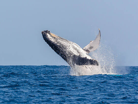 KZN South Coast